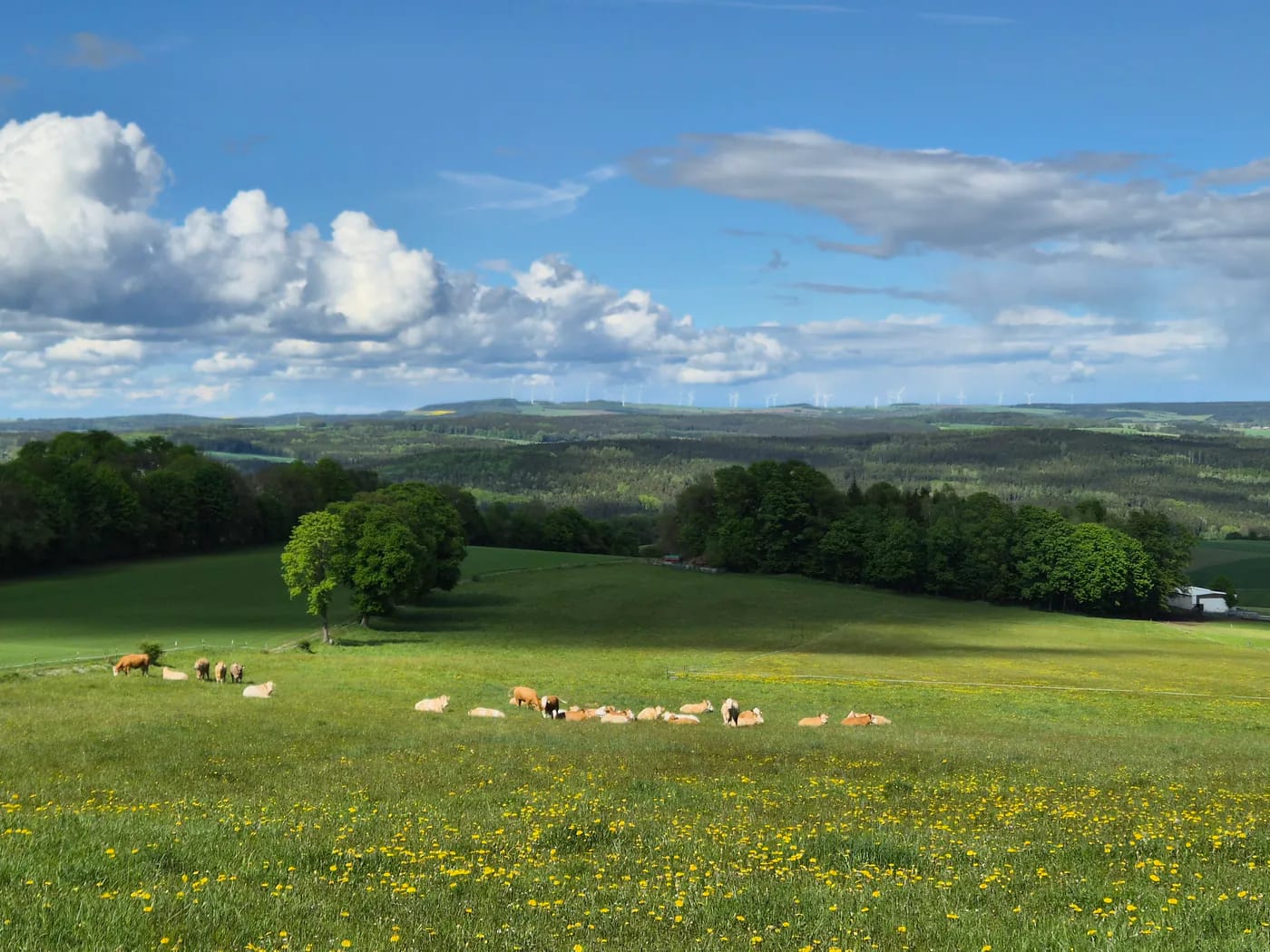 Wanderweg in der Nähe der Schwarzmühle Börnichen